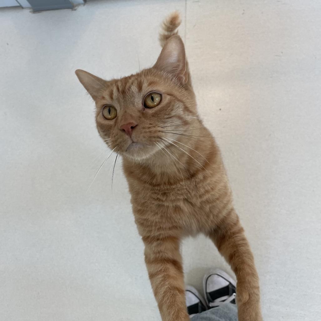 Enlarge Yondu, a Adoptable Domestic Short Hair in Warwick, RI image 5/6