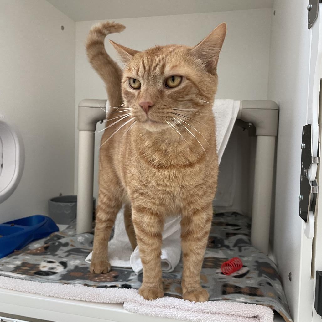 Enlarge Yondu, a Adoptable Domestic Short Hair in Warwick, RI image 6/6