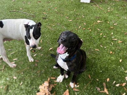 Bessie, a Adoptable mixed breed in Gainesville, FL image 1/3