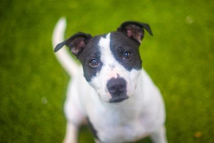 Bessie, a Adoptable mixed breed in Gainesville, FL image 2/3