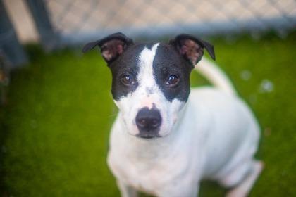 Bessie, a Adoptable mixed breed in Gainesville, FL image 3/3