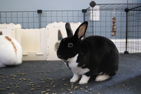 Walley, a Adoptable Mini Rex in St. Charles, IL image 3/5