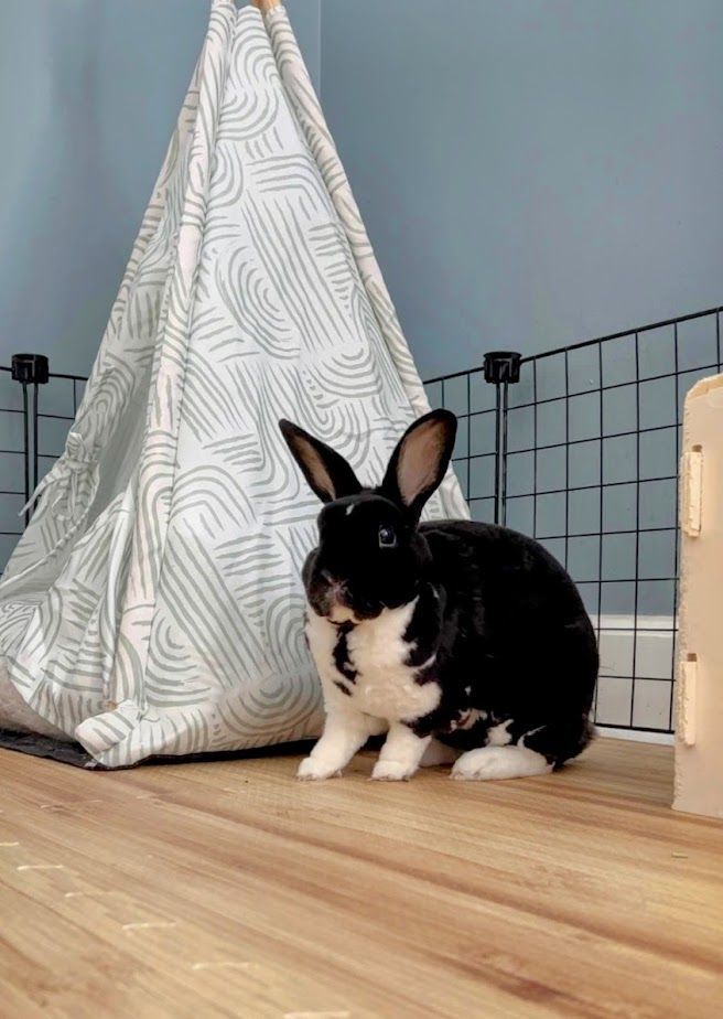 Walley, a Adoptable Mini Rex in St. Charles, IL image 1/5