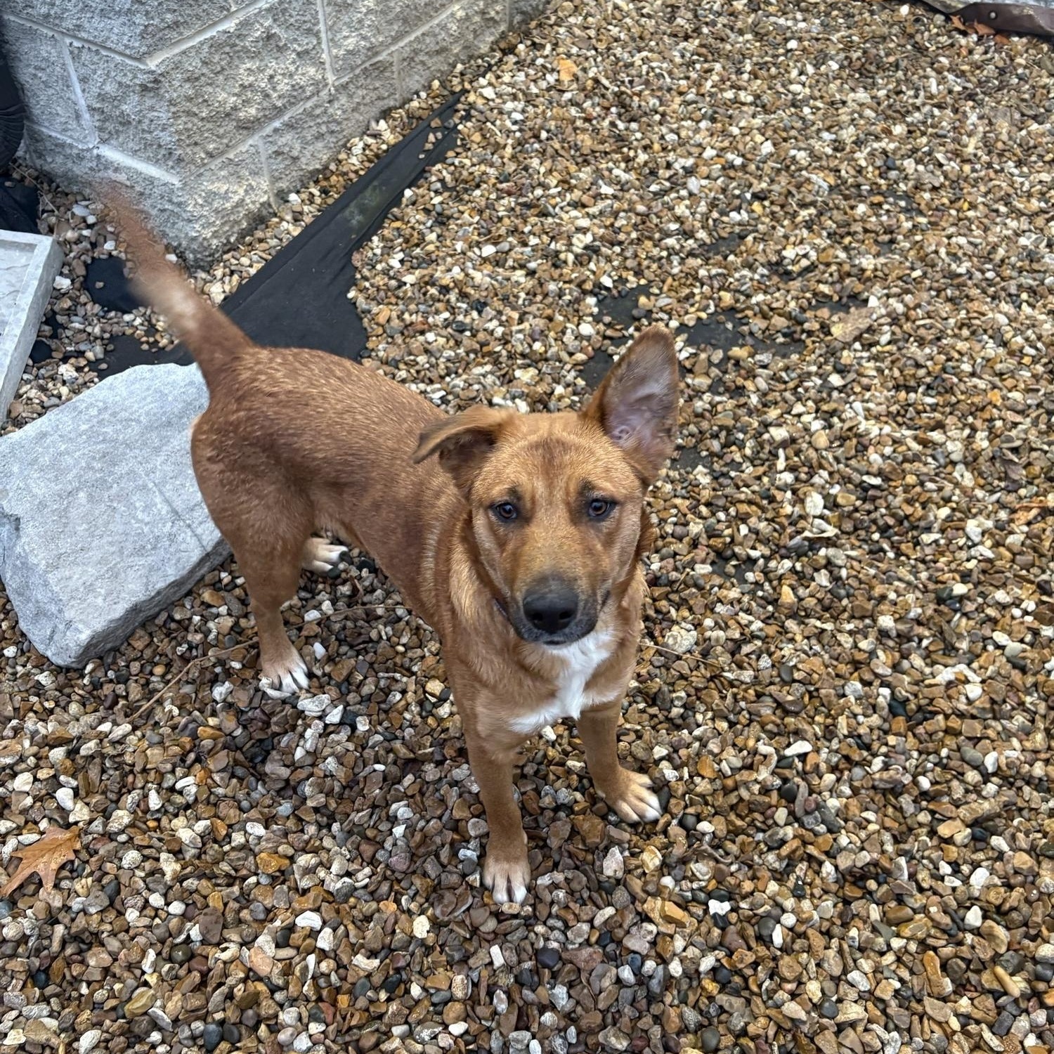 Enlarge Cleo, a Adoptable mixed breed in Saint Charles, MO image 3/3