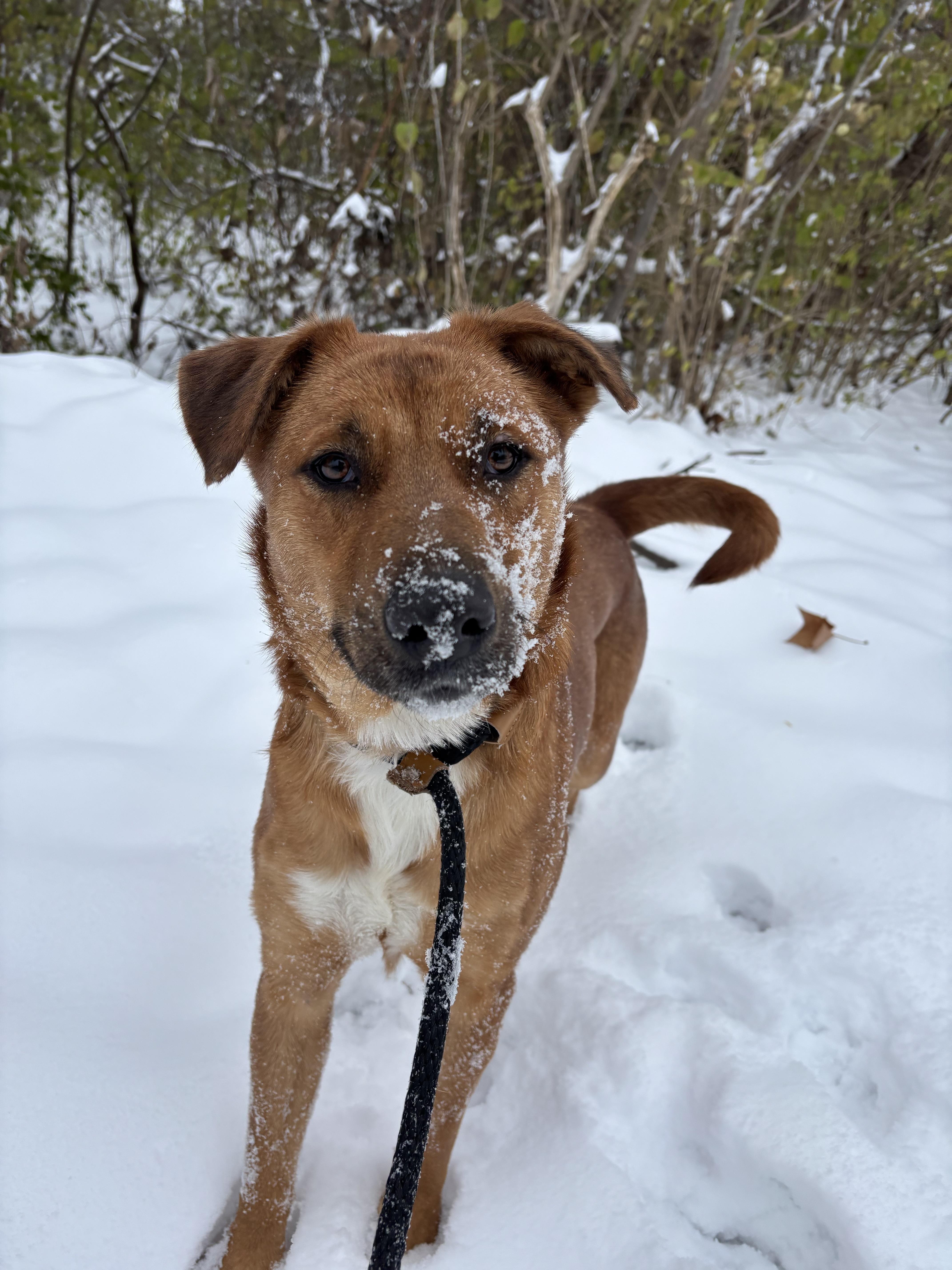 Enlarge Cleo, a Adoptable mixed breed in Saint Charles, MO image 1/3