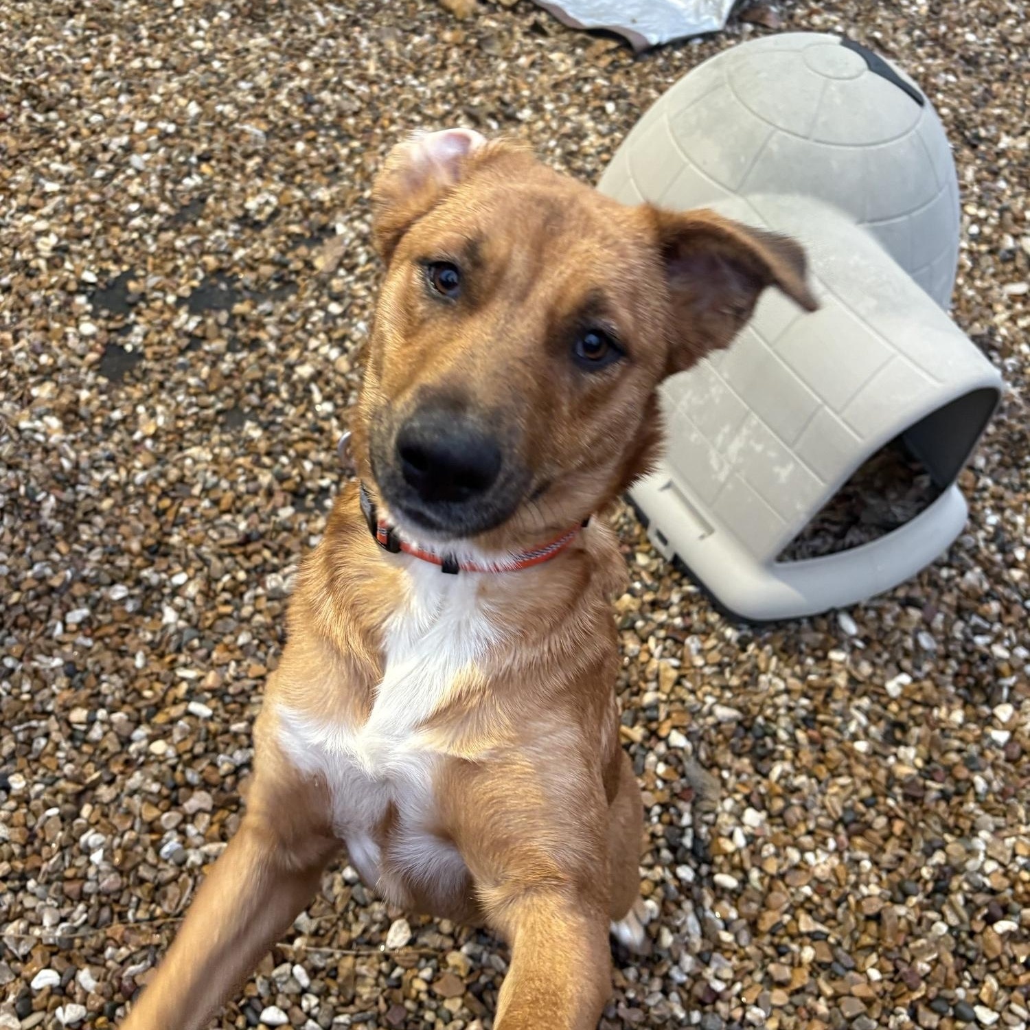 Cleo, Adoptable, Adult Female Australian Cattle Dog / Blue Heeler & Labrador Retriever.