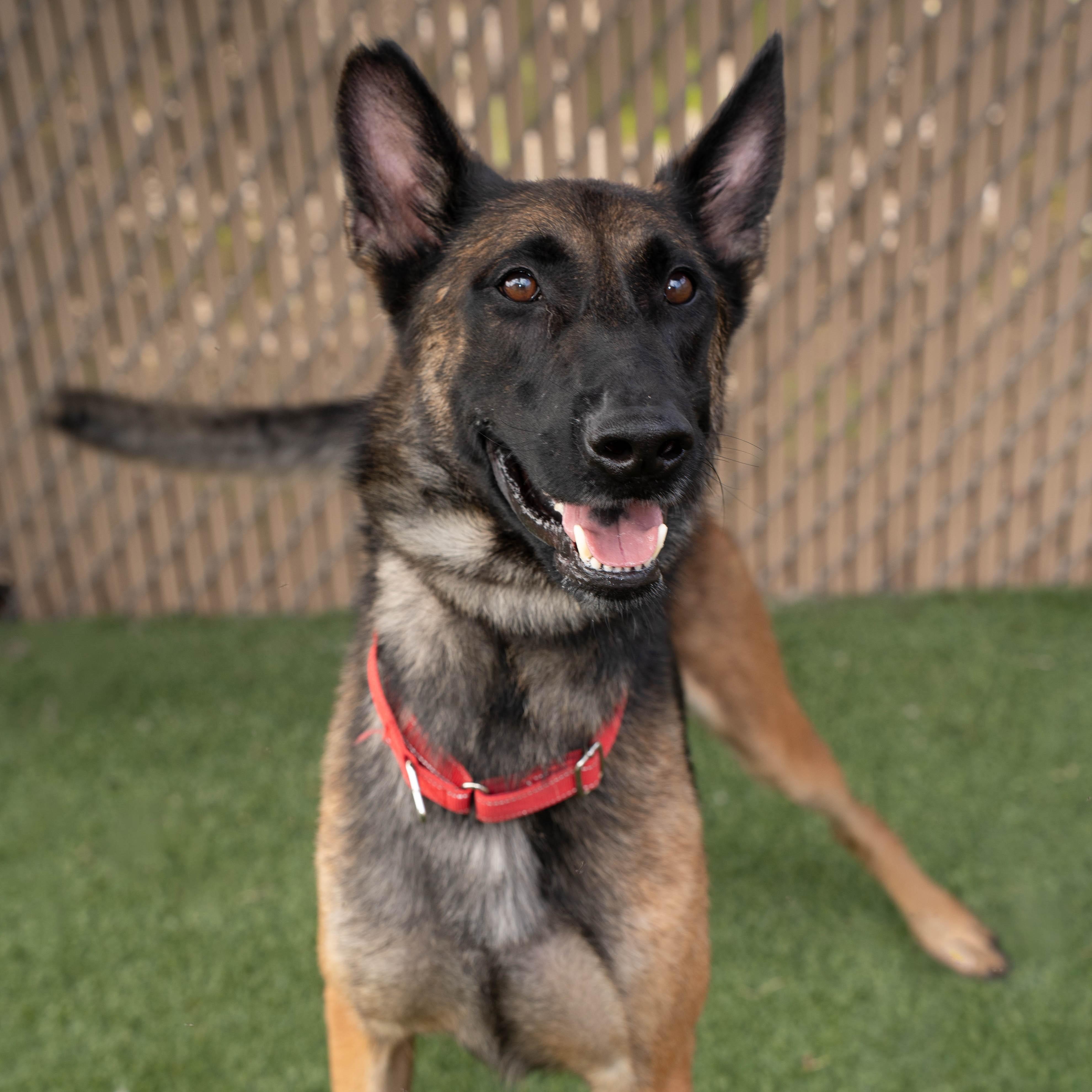 Enlarge Rocky, a Adoptable mixed breed in Boca Raton, FL image 1/1