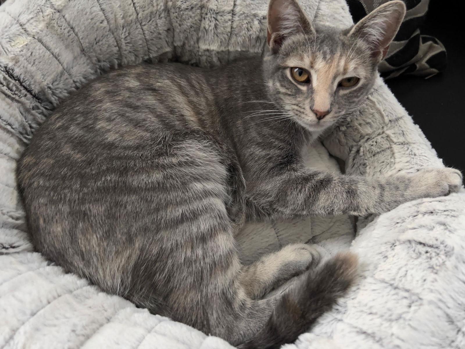 Enlarge Midge*, a Adoptable Domestic Short Hair in Trexlertown, PA image 1/3