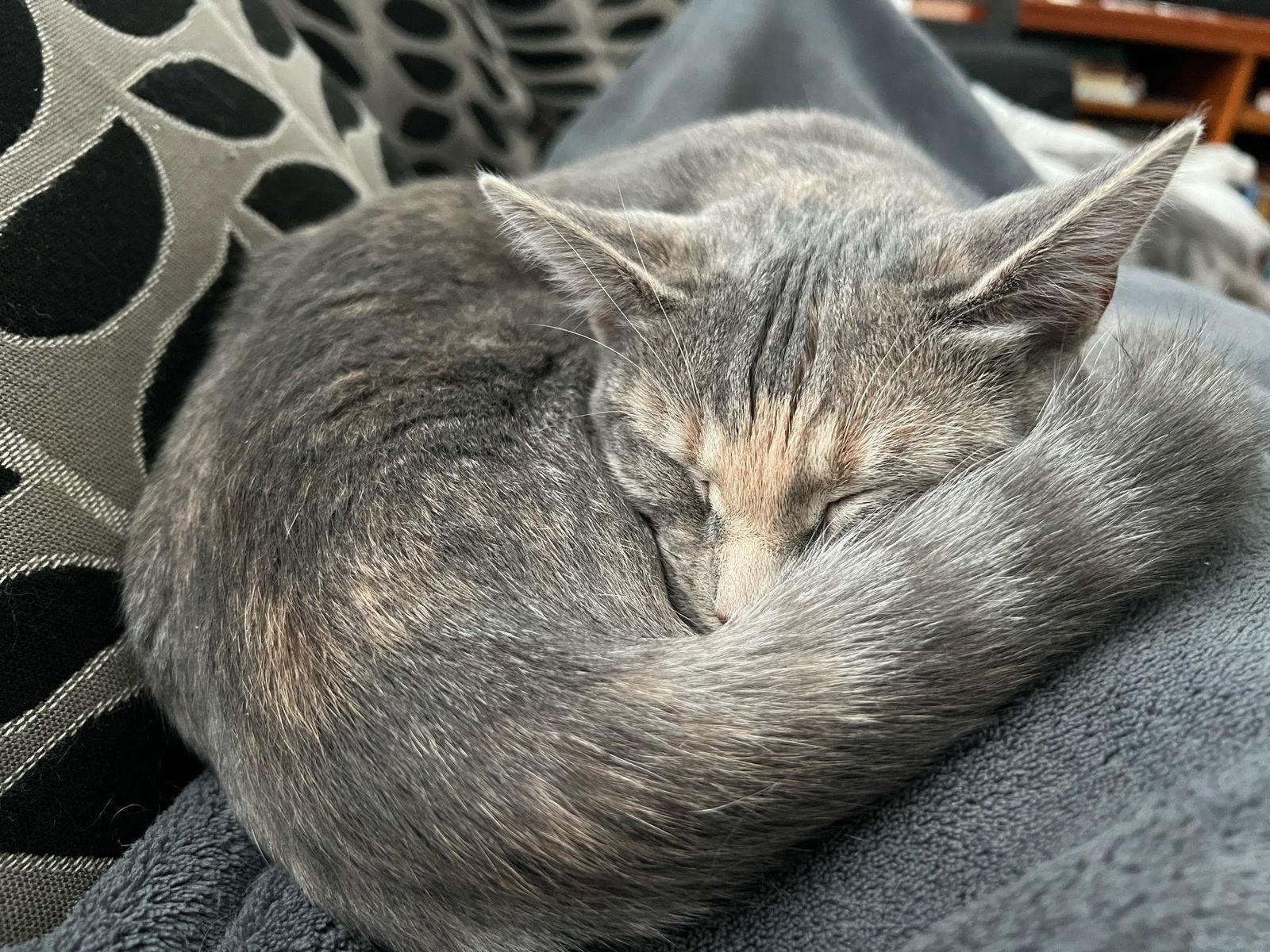 Midge* — thumbnail 2