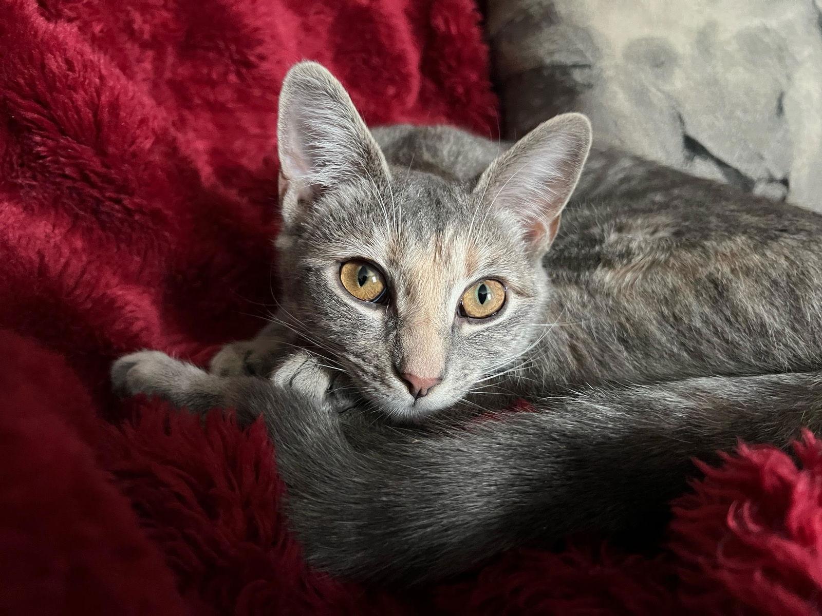 Enlarge Midge*, a Adoptable Domestic Short Hair in Trexlertown, PA image 3/3