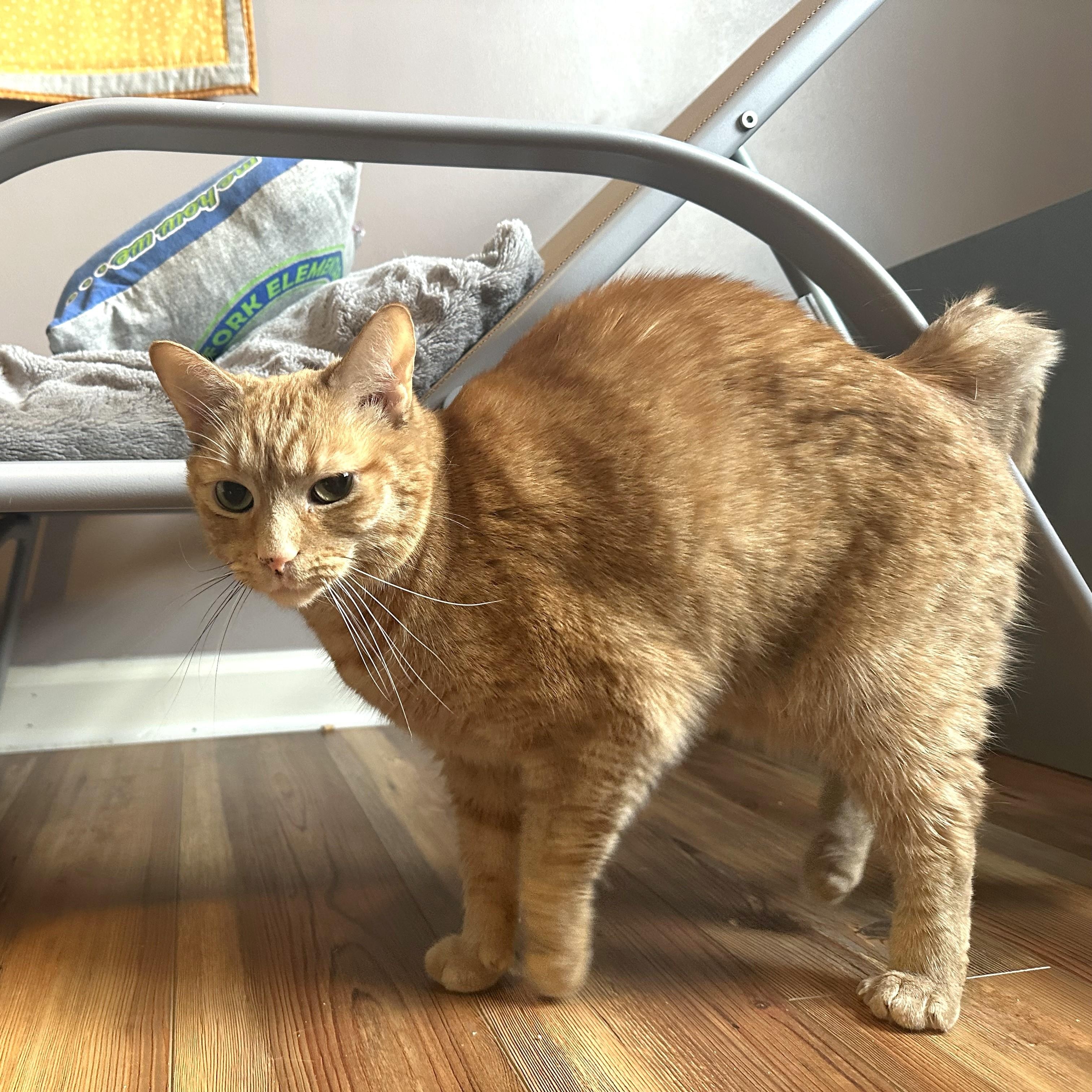 Enlarge Max West, a ADOPTABLE Domestic Short Hair in Apex, NC image 2/5