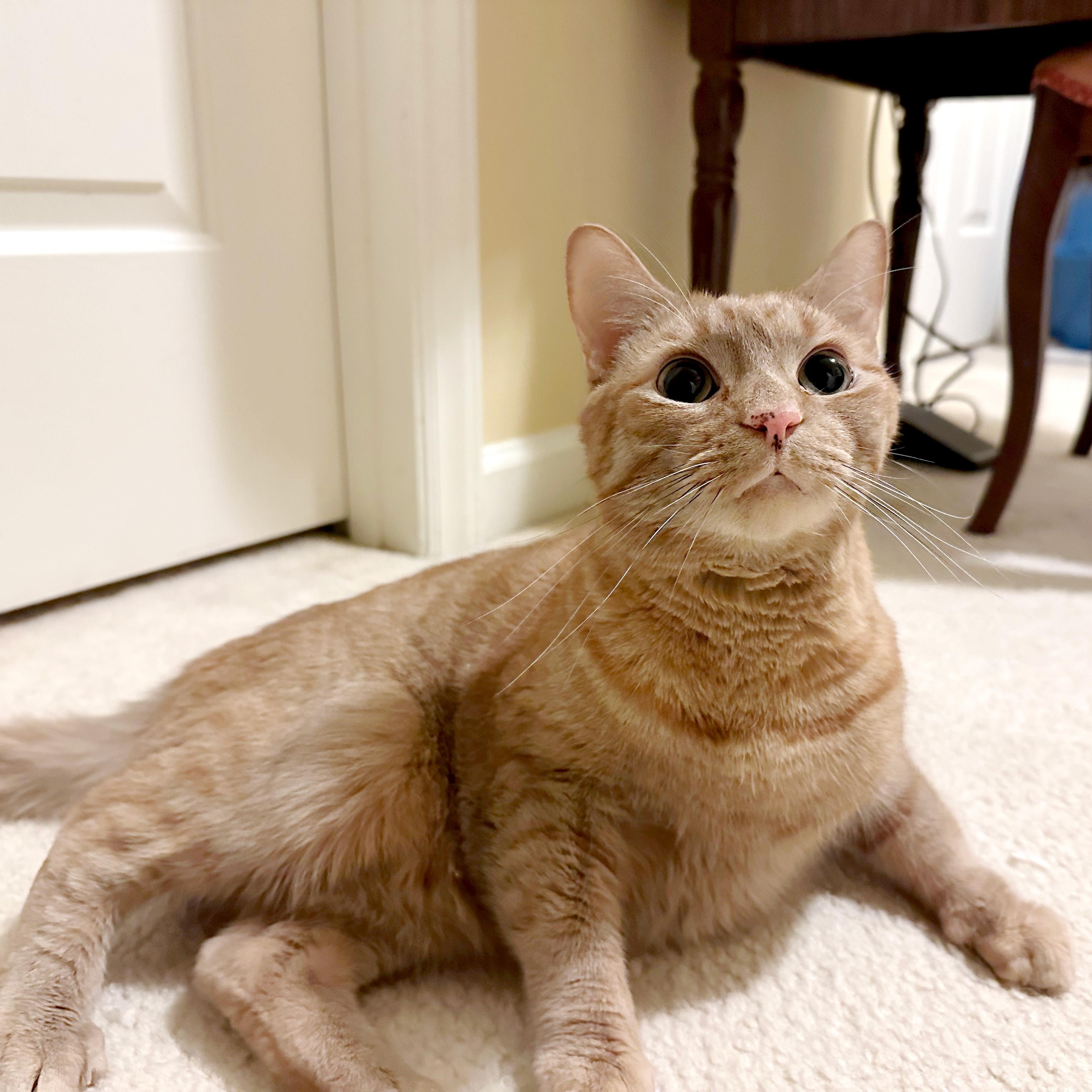 Enlarge Max West, a ADOPTABLE Domestic Short Hair in Apex, NC image 1/5