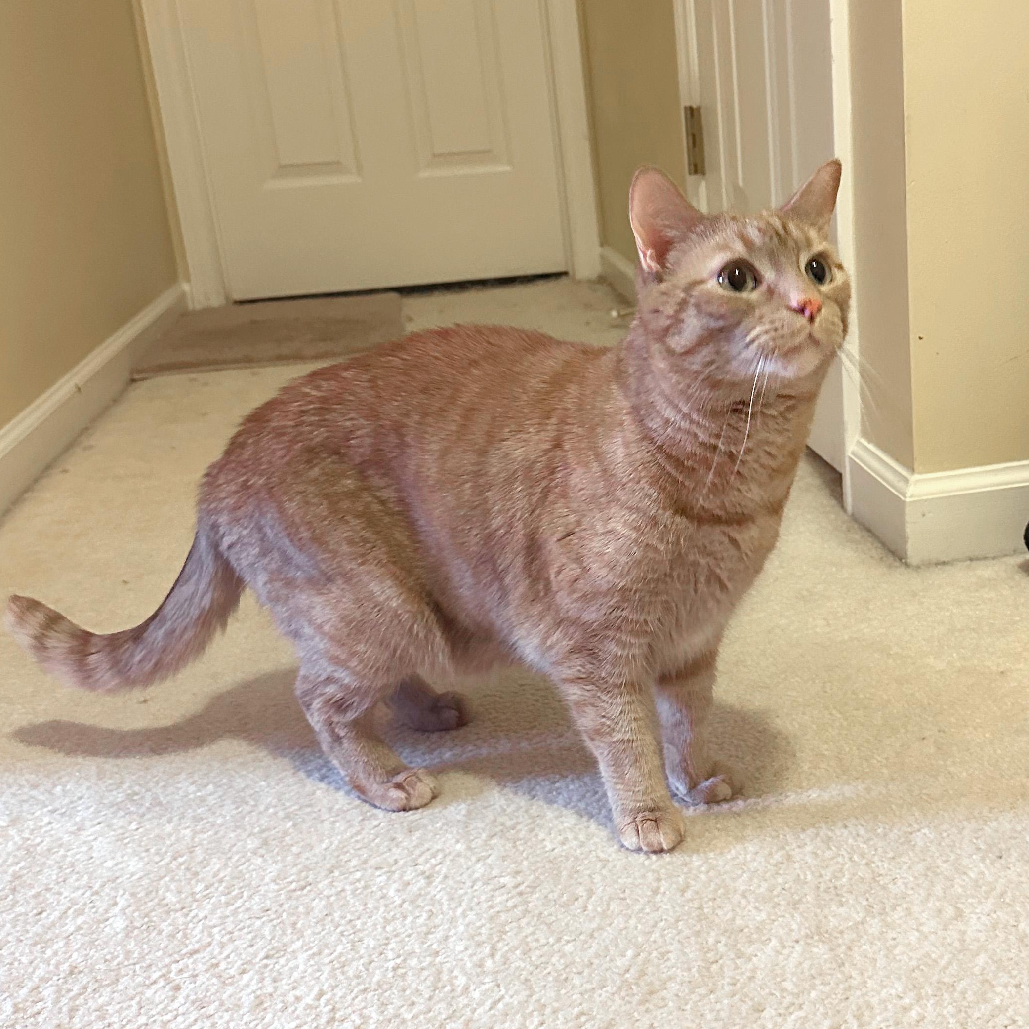 Enlarge Max West, a ADOPTABLE Domestic Short Hair in Apex, NC image 5/5