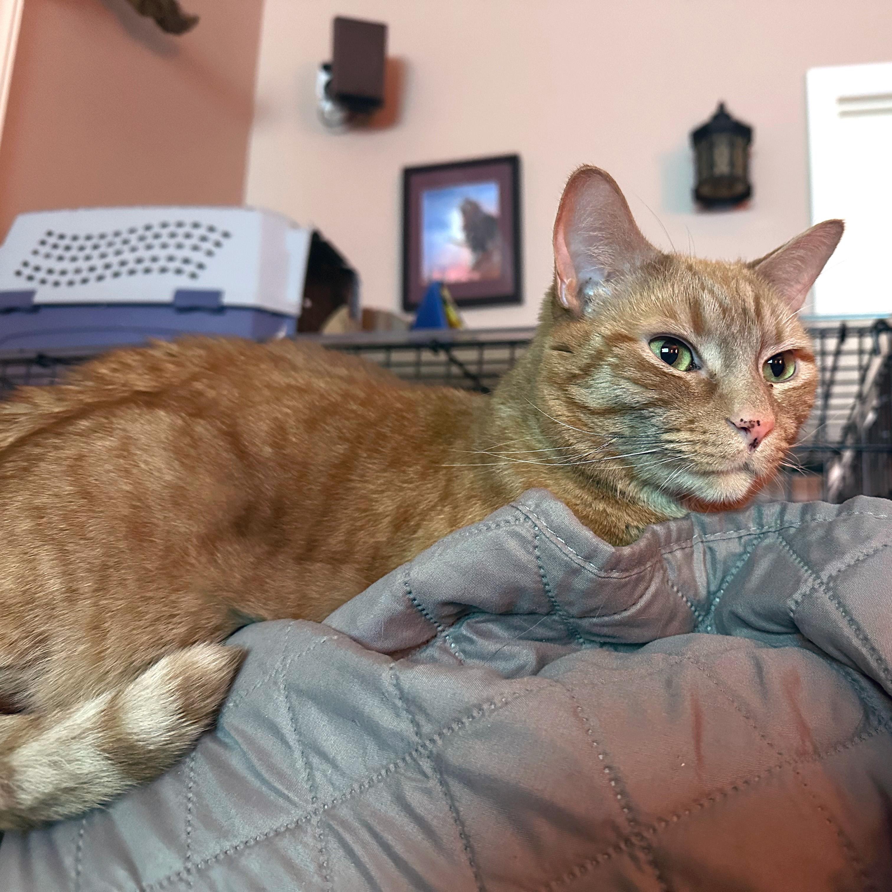 Enlarge Max West, a ADOPTABLE Domestic Short Hair in Apex, NC image 4/5