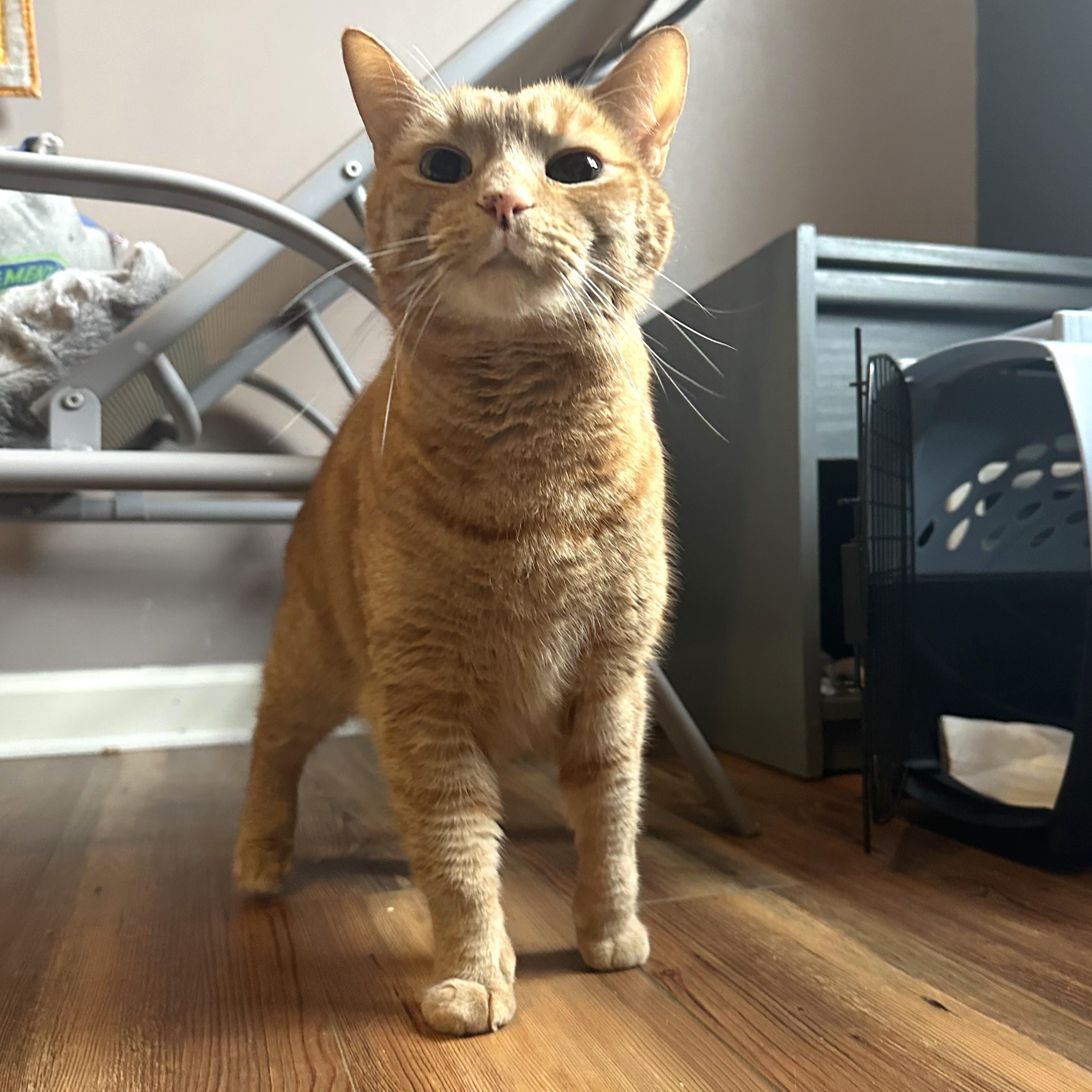 Enlarge Max West, a ADOPTABLE Domestic Short Hair in Apex, NC image 3/5