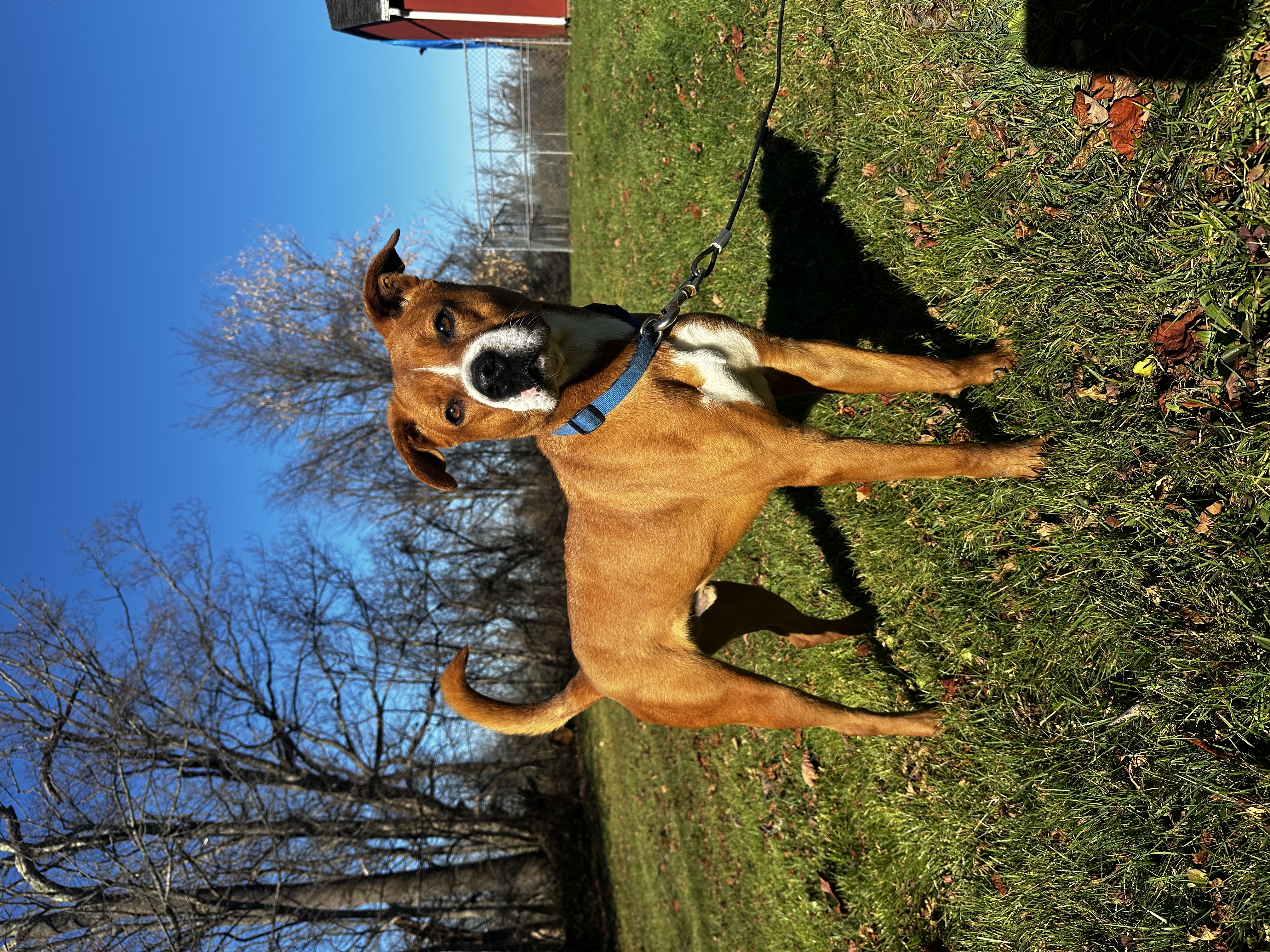 Enlarge Charlie, a Adoptable mixed breed in Weston, MA image 3/6