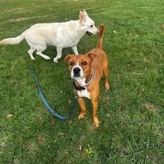 Enlarge Charlie, a Adoptable mixed breed in Weston, MA image 2/6