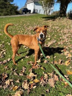Enlarge Charlie, a Adoptable mixed breed in Weston, MA image 1/6