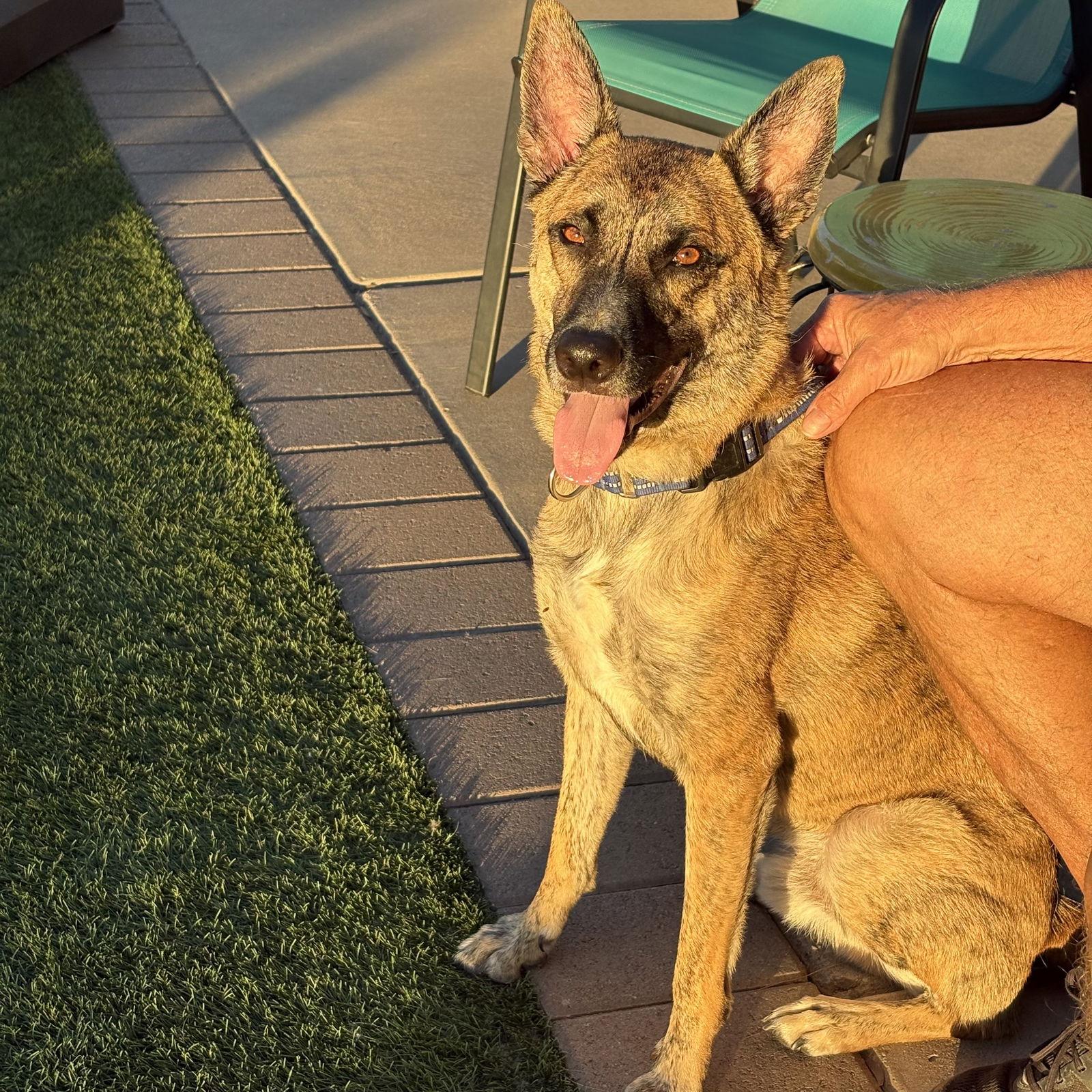 Enlarge WALKER, a Adoptable Dutch Shepherd in Chandler, AZ image 2/3