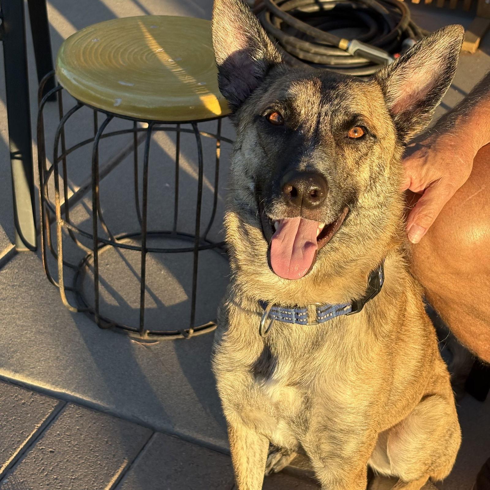 Enlarge WALKER, a Adoptable Dutch Shepherd in Chandler, AZ image 2/3