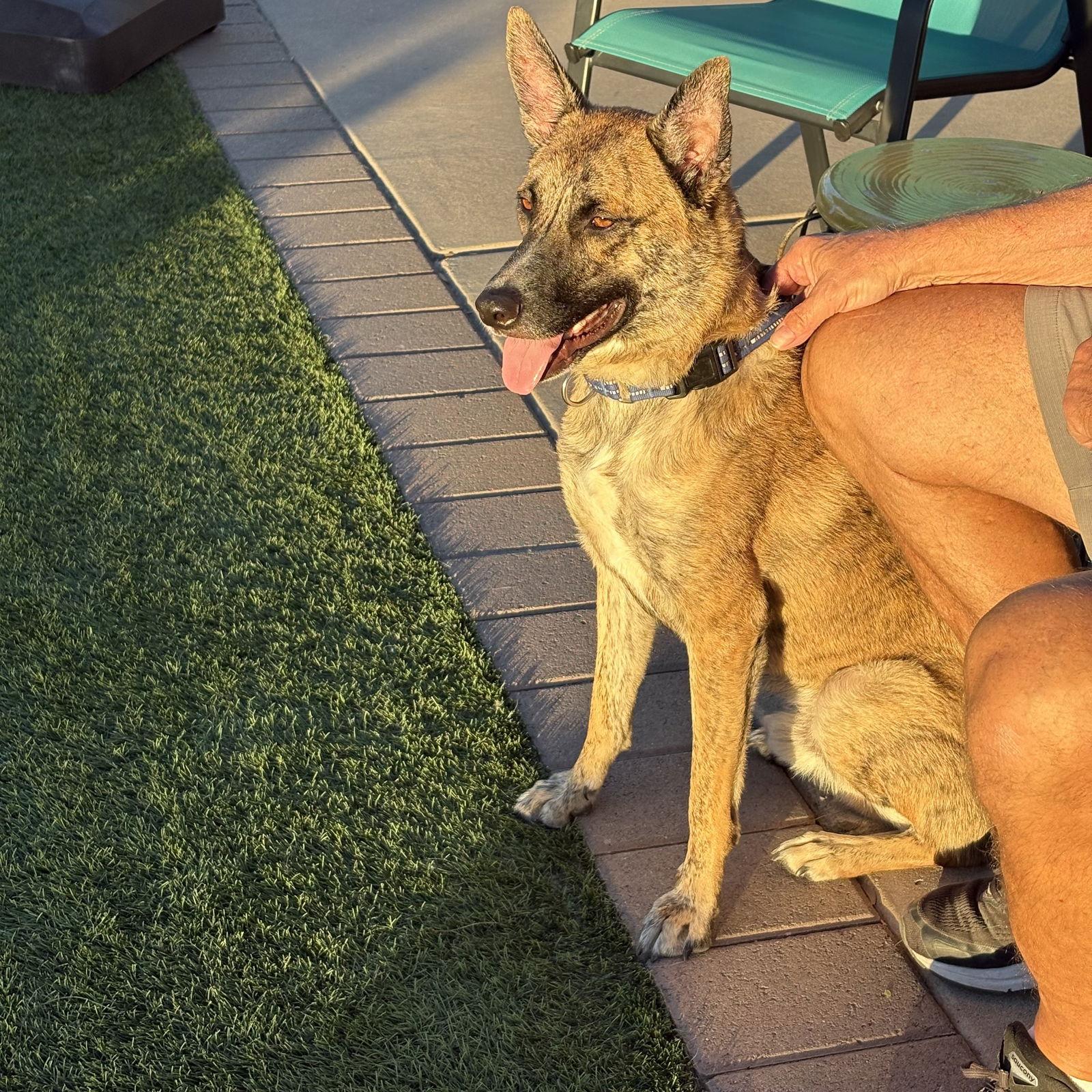 Enlarge WALKER, a Adoptable Dutch Shepherd in Chandler, AZ image 3/3