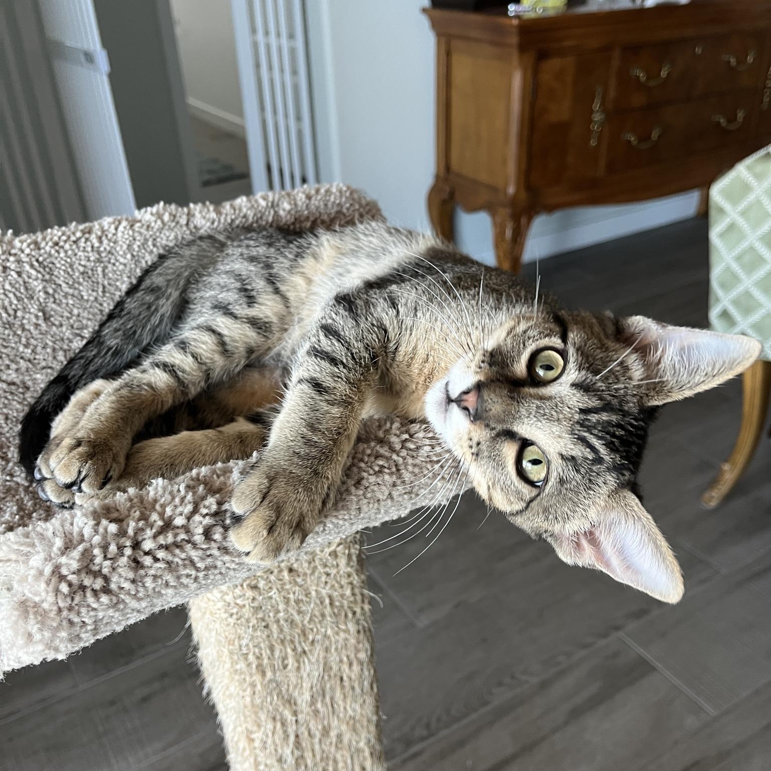 Soren, Baby Male Domestic Short Hair