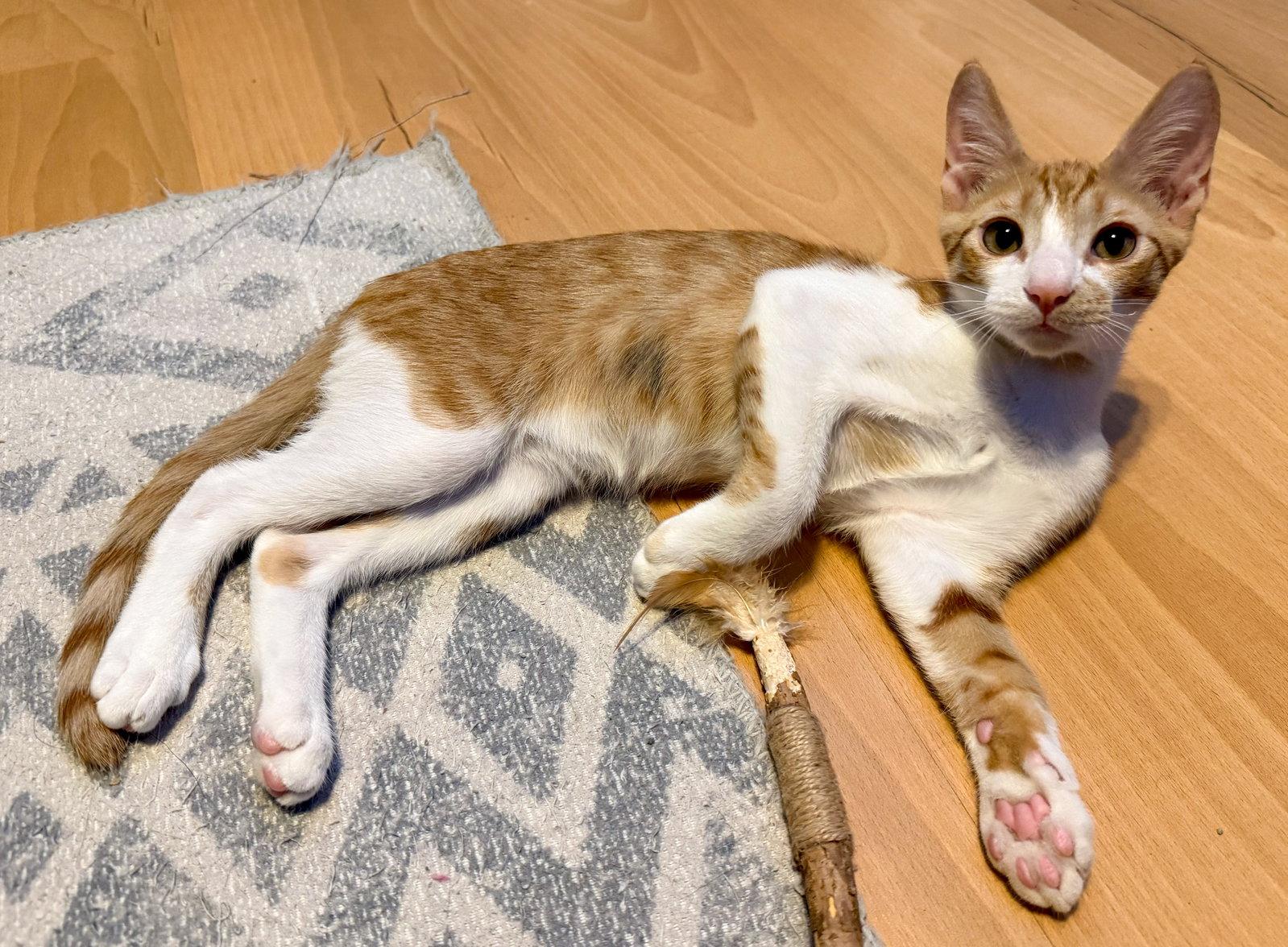 Raichu, Adoptable, Kitten Male Domestic Short Hair.