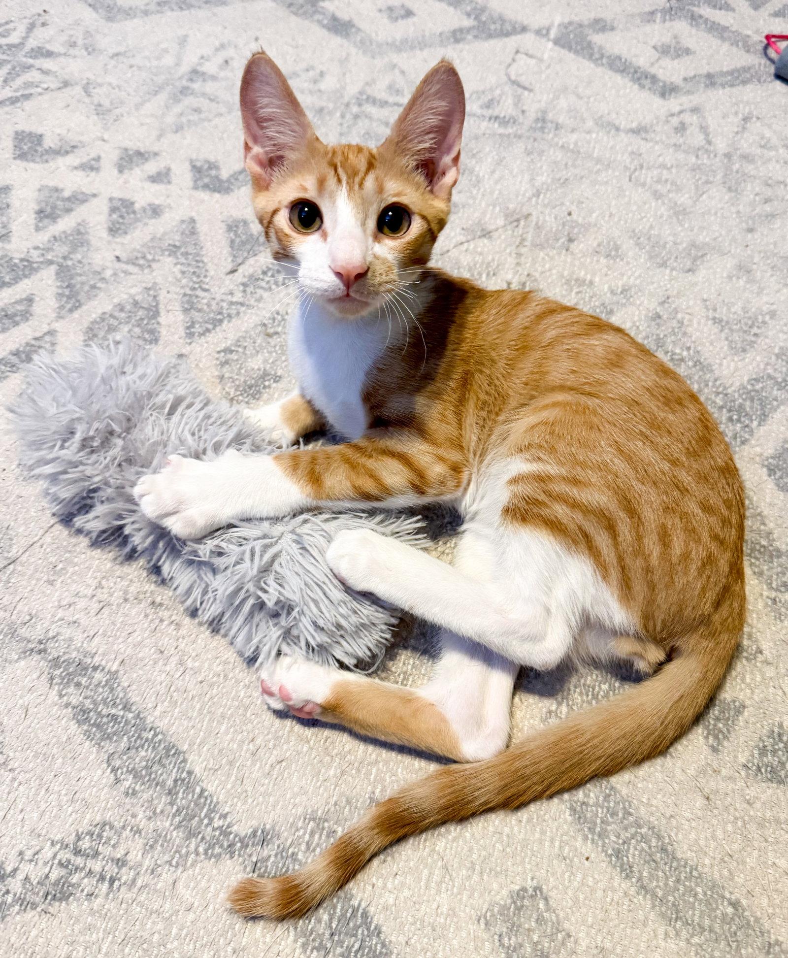 Raichu, a Adoptable Domestic Short Hair in Lighthouse Point, FL image 2/3