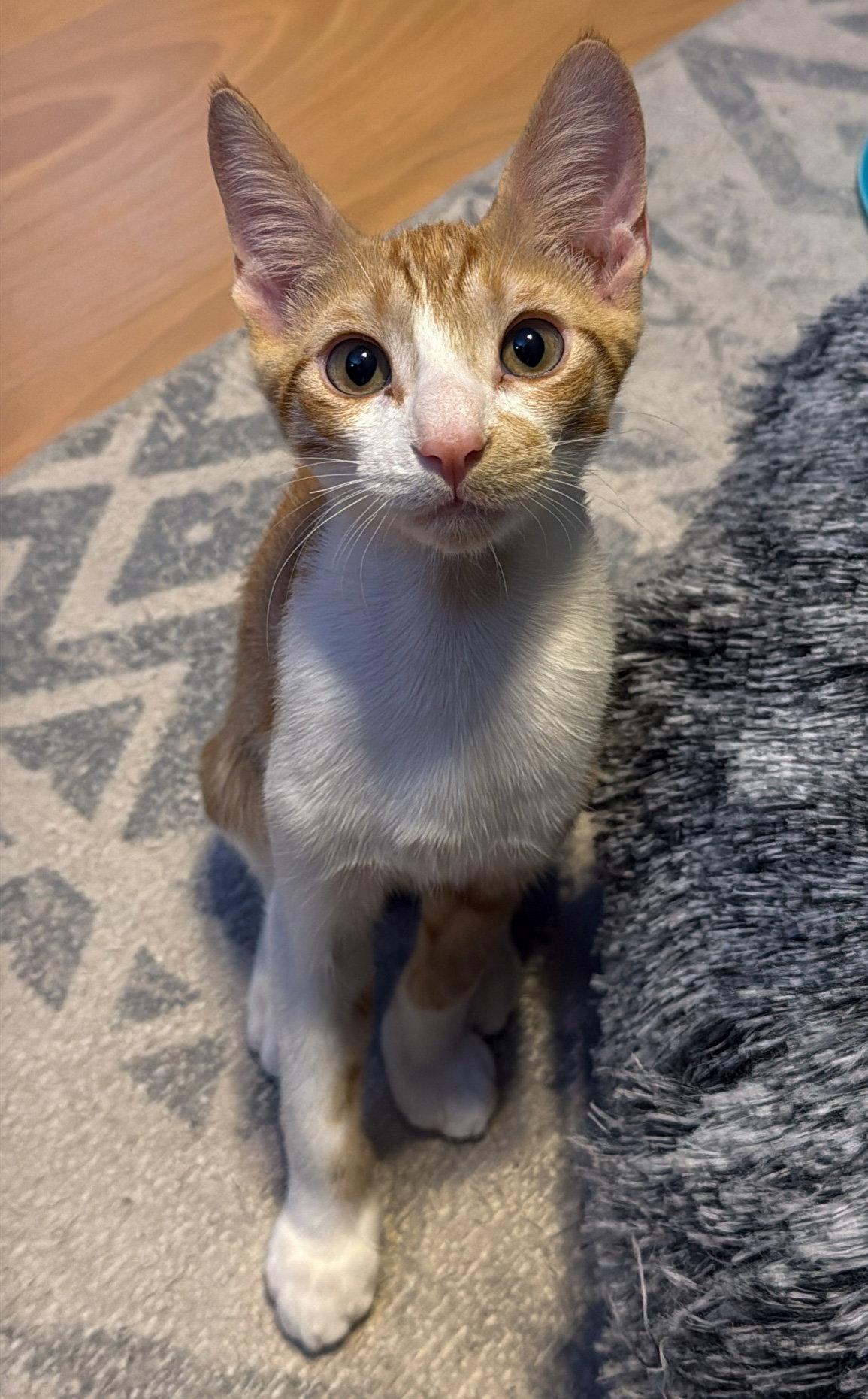 Raichu, a Adoptable Domestic Short Hair in Lighthouse Point, FL image 3/3