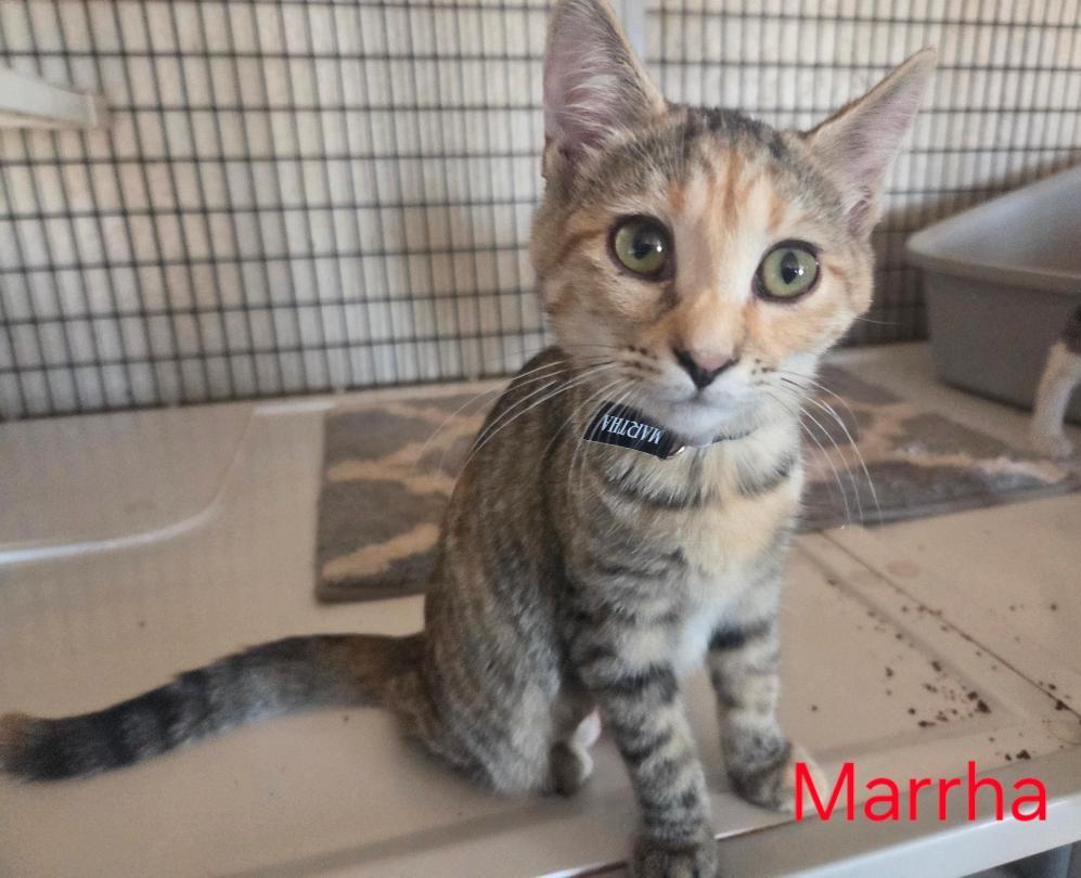 Martha, an adopted mixed breed in Las Cruces, NM image 2/2