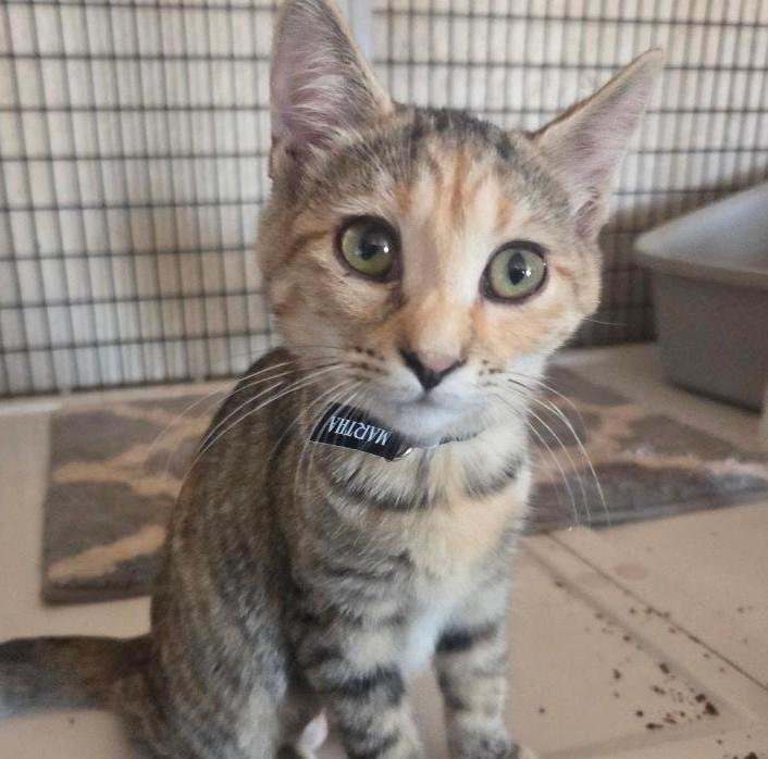 Martha, adopted, Kitten Female Tabby & Calico.