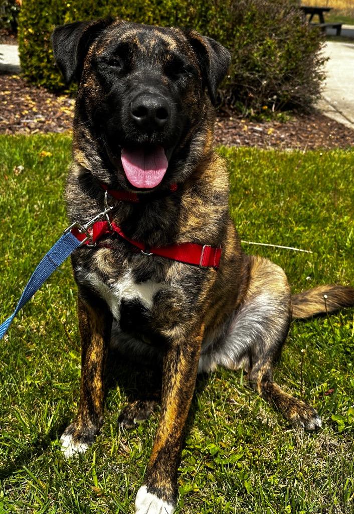 Enlarge Beast, a Adoptable mixed breed in Burnsville, NC image 1/4