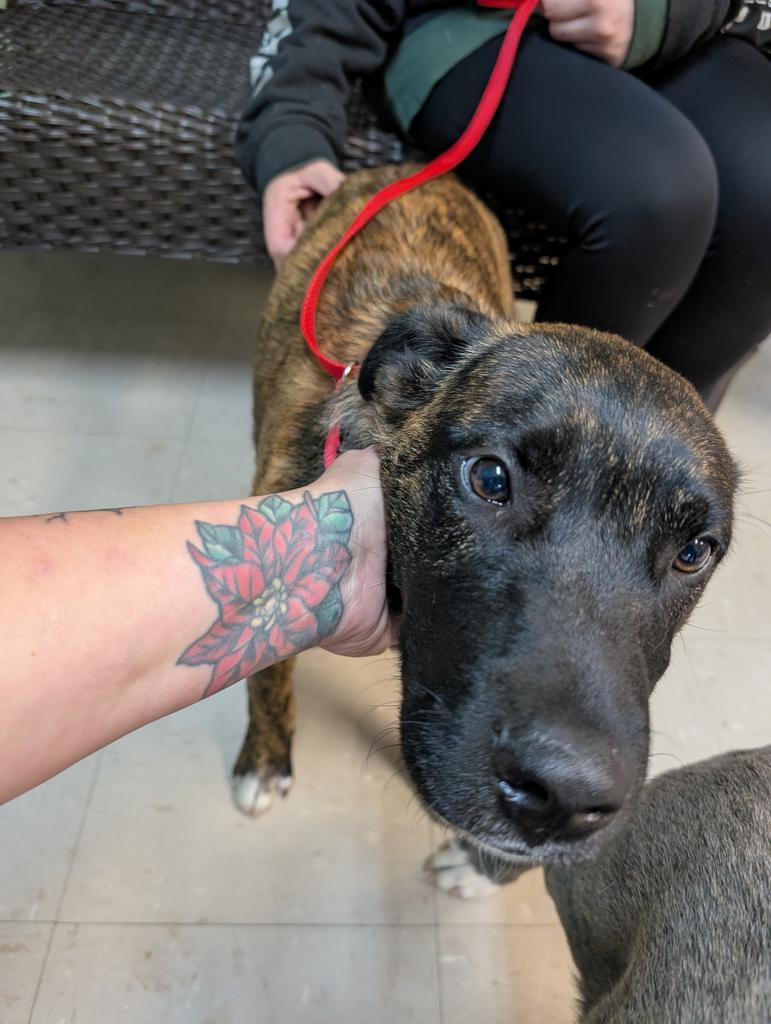 Enlarge Beast, a Adoptable mixed breed in Burnsville, NC image 2/4