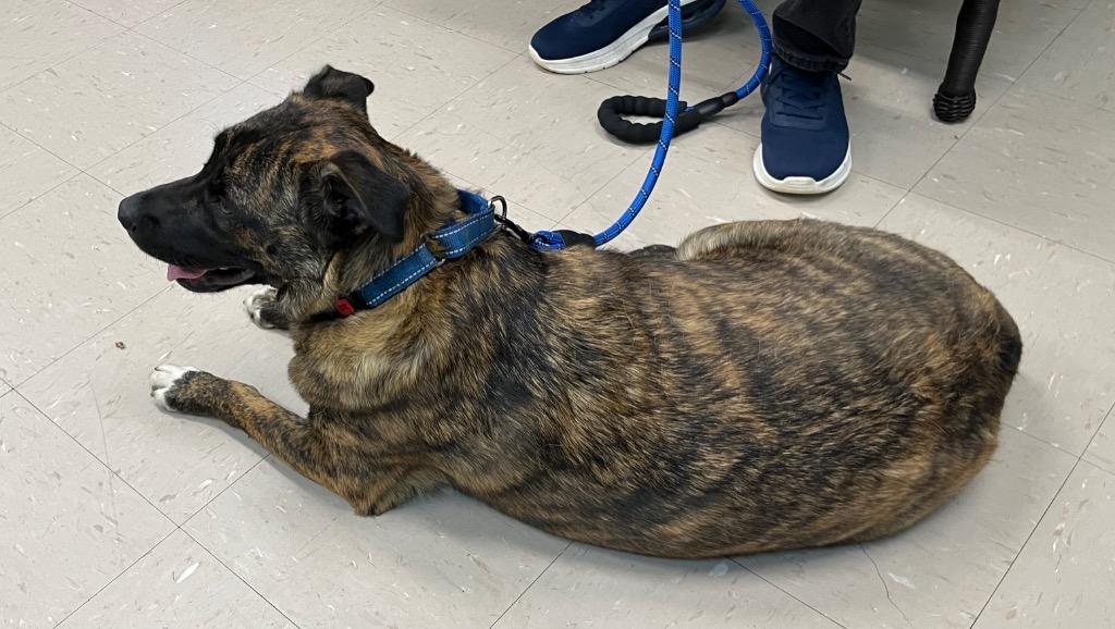 Enlarge Beast, a Adoptable mixed breed in Burnsville, NC image 3/4