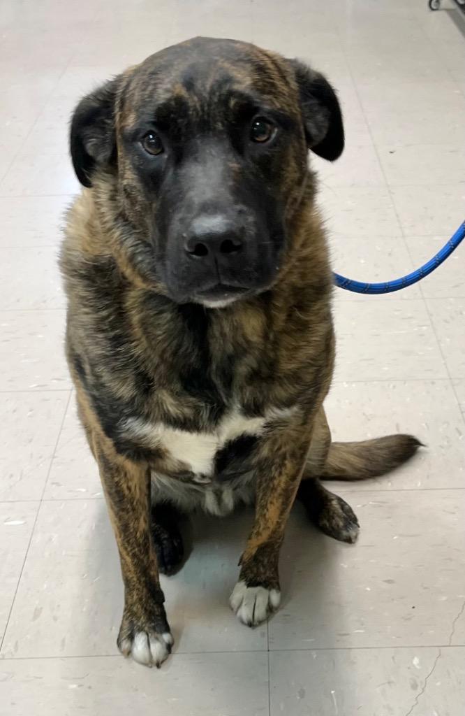 Enlarge Beast, a Adoptable mixed breed in Burnsville, NC image 4/4