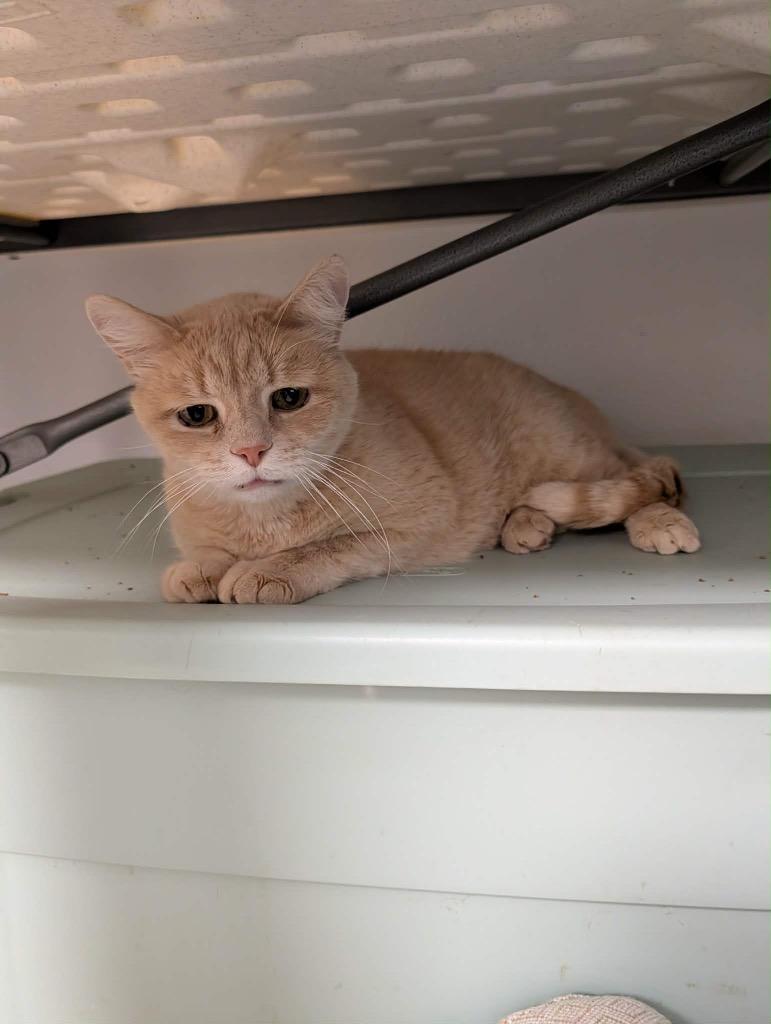 Cracker, Adoptable, Adult Male Domestic Short Hair.