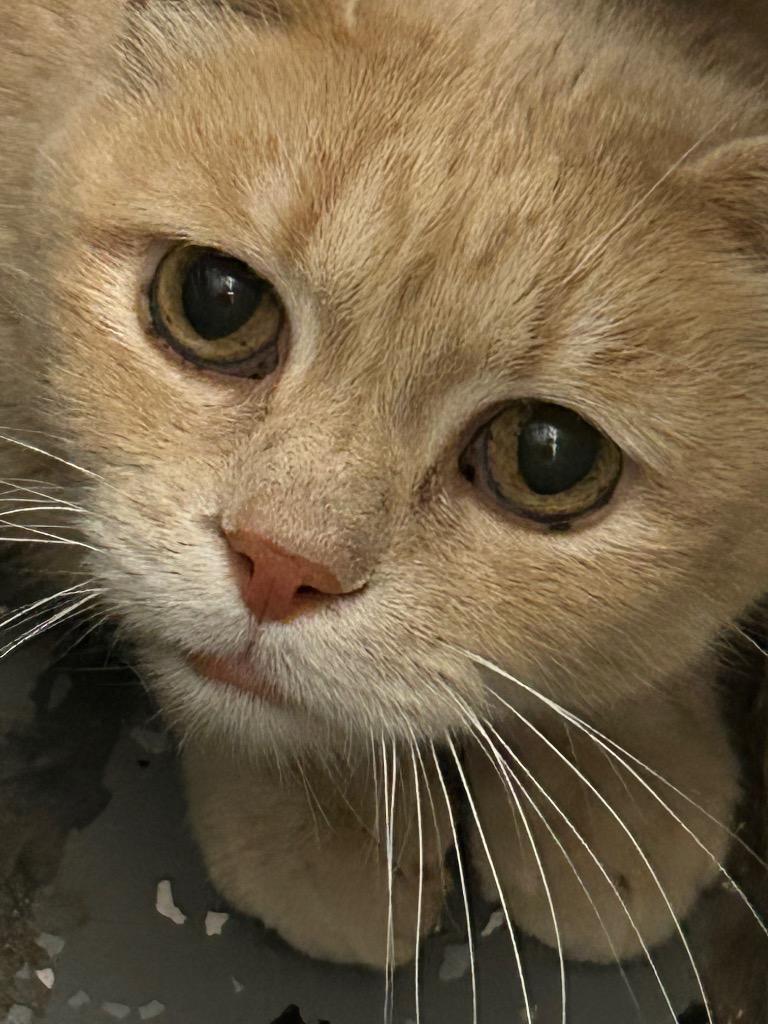 Enlarge Cracker, a Adoptable Tabby in Grand Junction, CO image 2/2