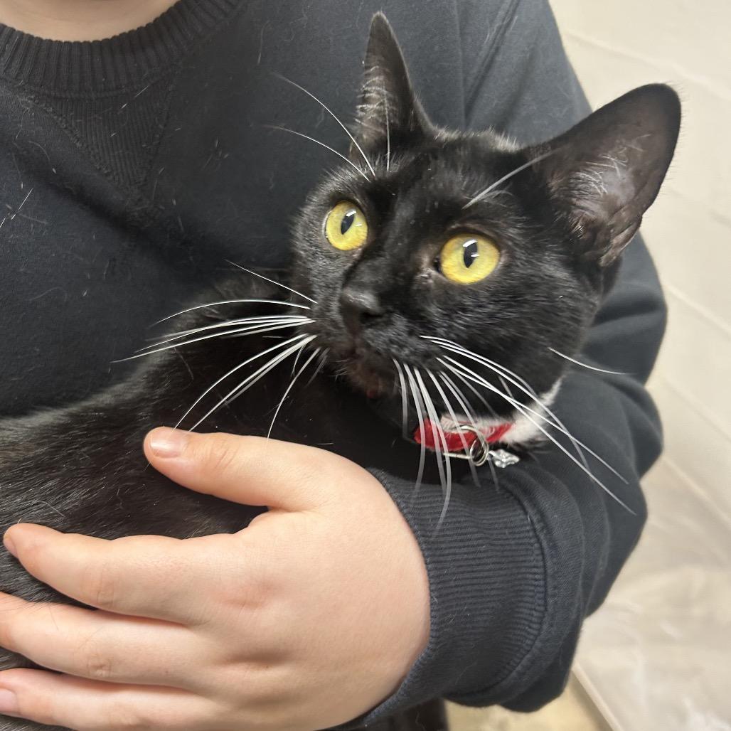 Gerdie, Adoptable, Young Female Domestic Short Hair.