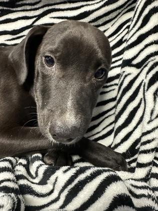 Enlarge Majors, a Adoptable mixed breed in Moultrie, GA image 1/1