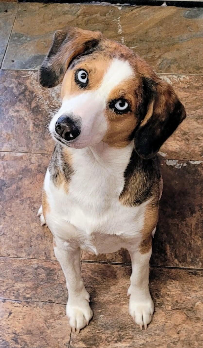 Enlarge BEAUTIFUL RU-RU, a ADOPTABLE mixed breed in Lebanon, TN image 1/2