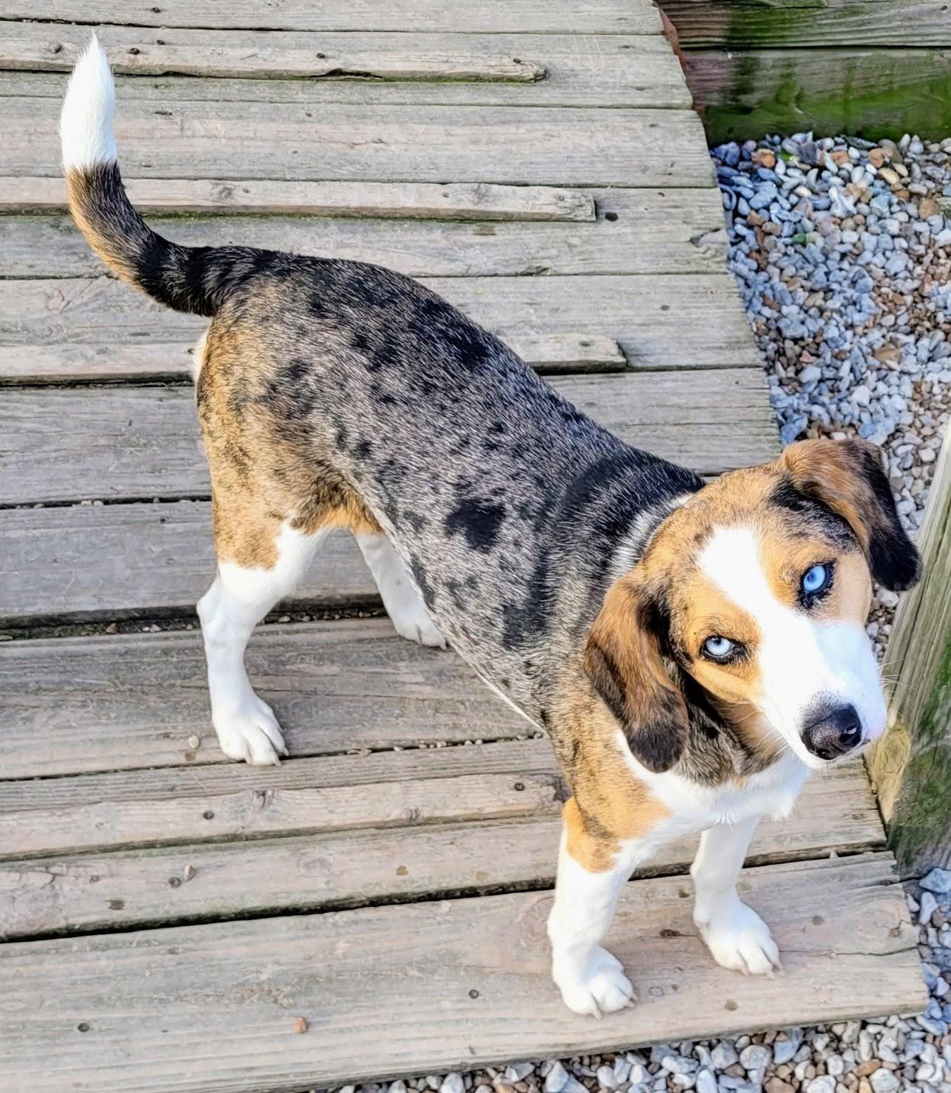 Enlarge BEAUTIFUL RU-RU, a ADOPTABLE mixed breed in Lebanon, TN image 2/2