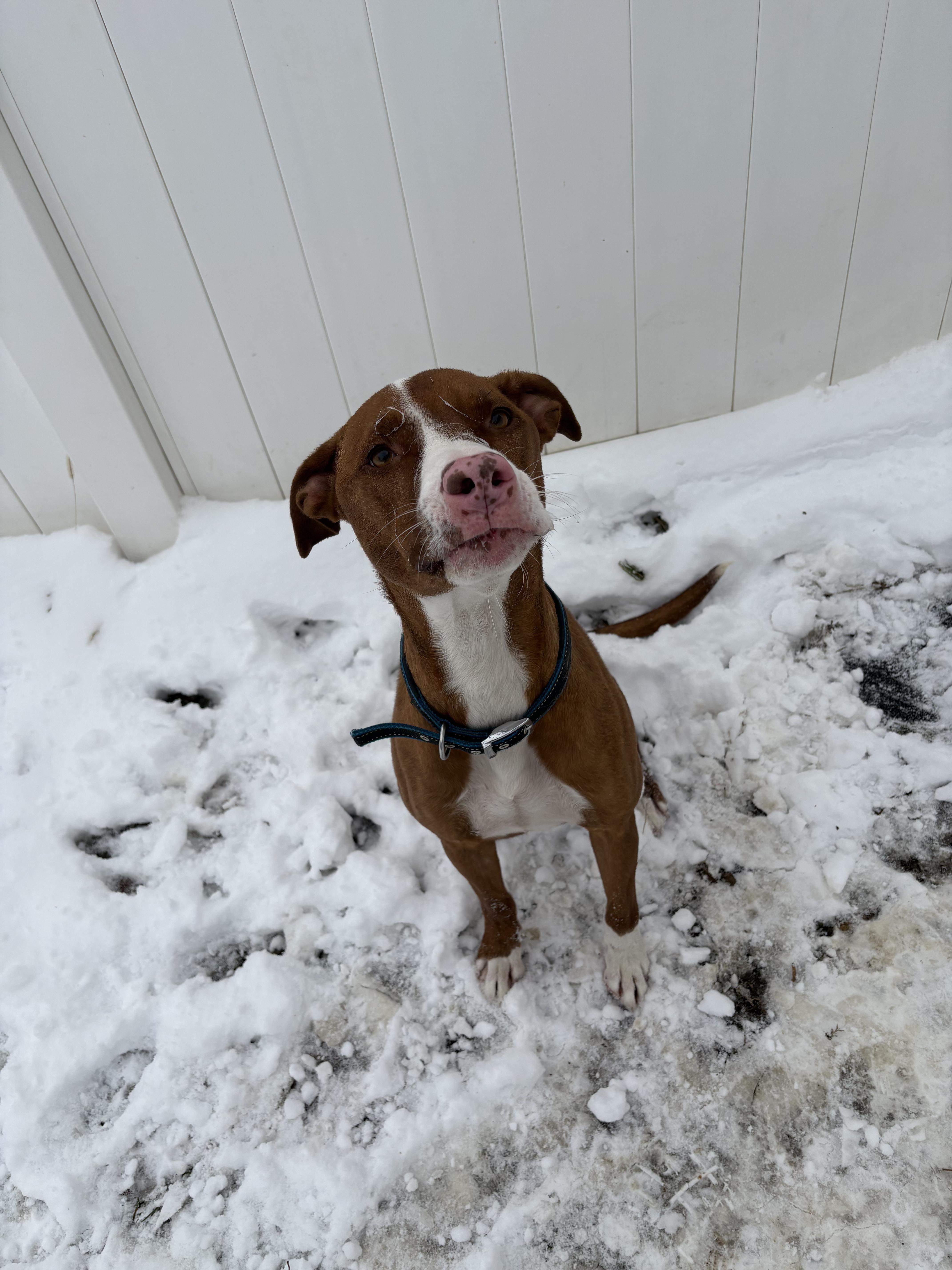 Enlarge Duke, a ADOPTABLE Mixed Breed in Franklin, IN image 1/1