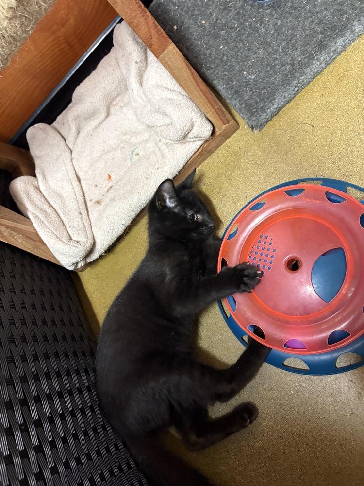 Bon Jovi, Adoptable, Kitten Male Domestic Short Hair.