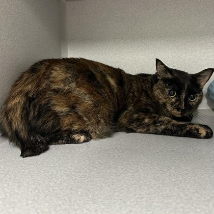 Enlarge -Bunny, a Adoptable mixed breed in Red Bluff, CA image 1/1