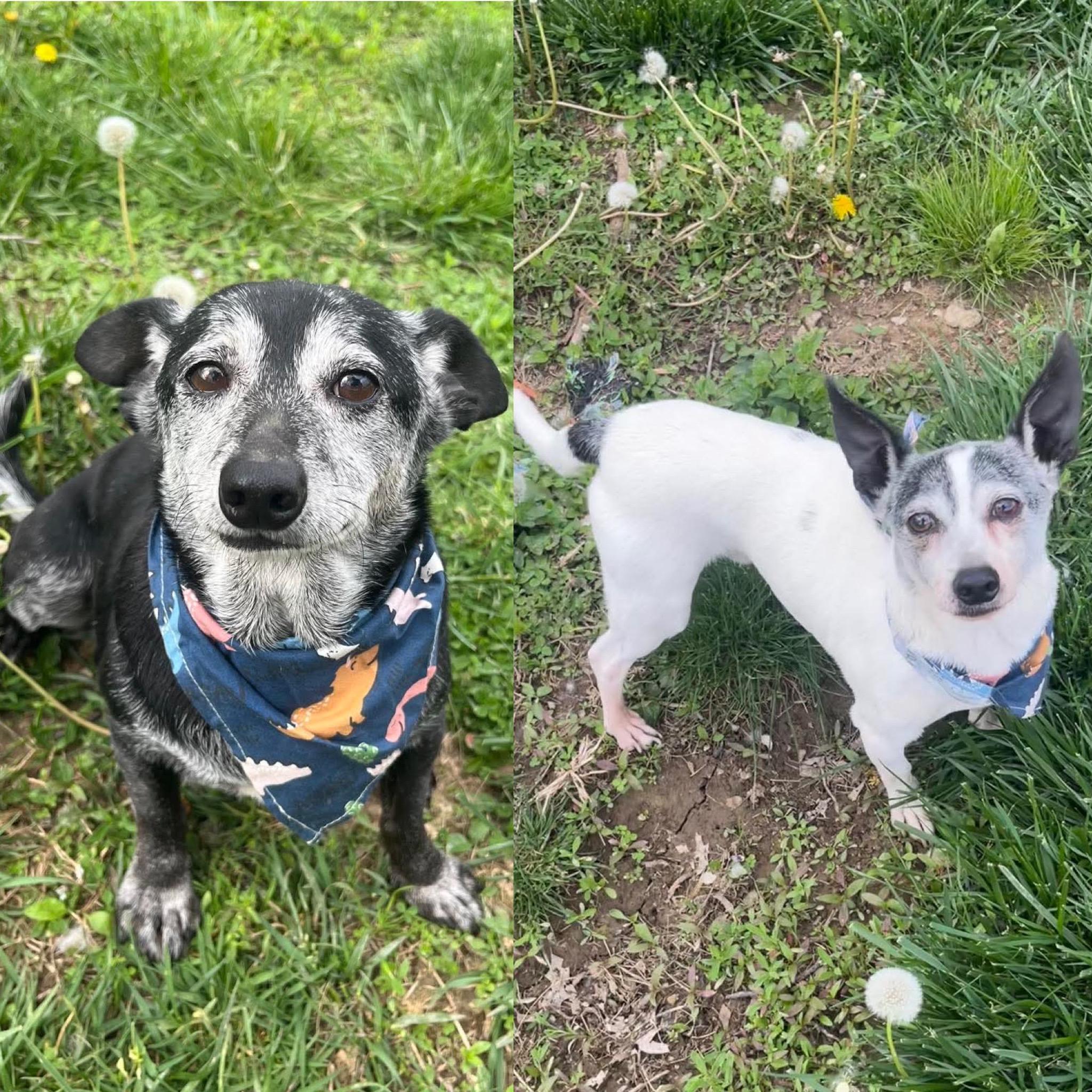 Enlarge Pepsi & Snoopy (BONDED), a Adoptable mixed breed in Richmond, KY image 1/6