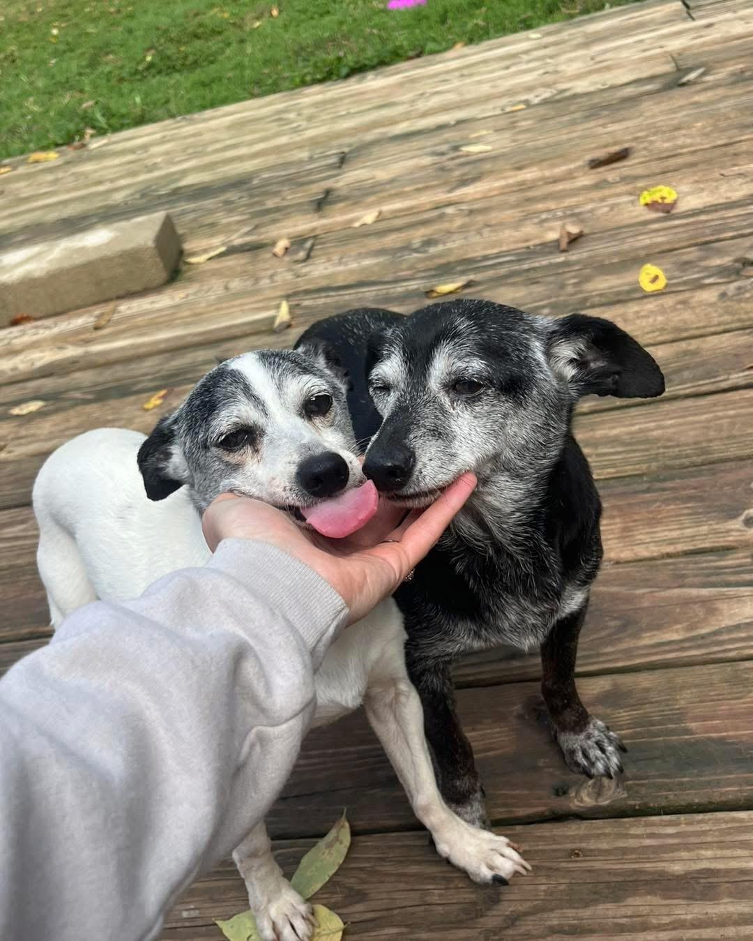 Enlarge Pepsi & Snoopy (BONDED), a Adoptable mixed breed in Richmond, KY image 2/6