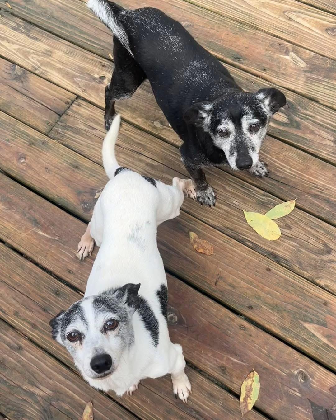 Enlarge Pepsi & Snoopy (BONDED), a Adoptable mixed breed in Richmond, KY image 4/6