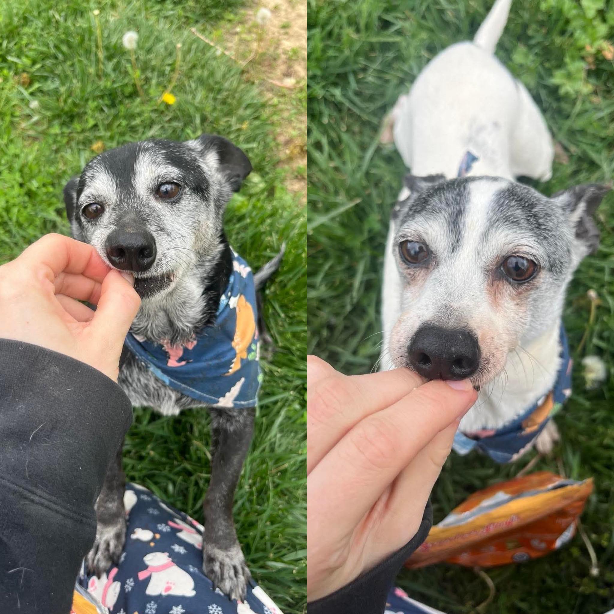 Enlarge Pepsi & Snoopy (BONDED), a Adoptable mixed breed in Richmond, KY image 6/6