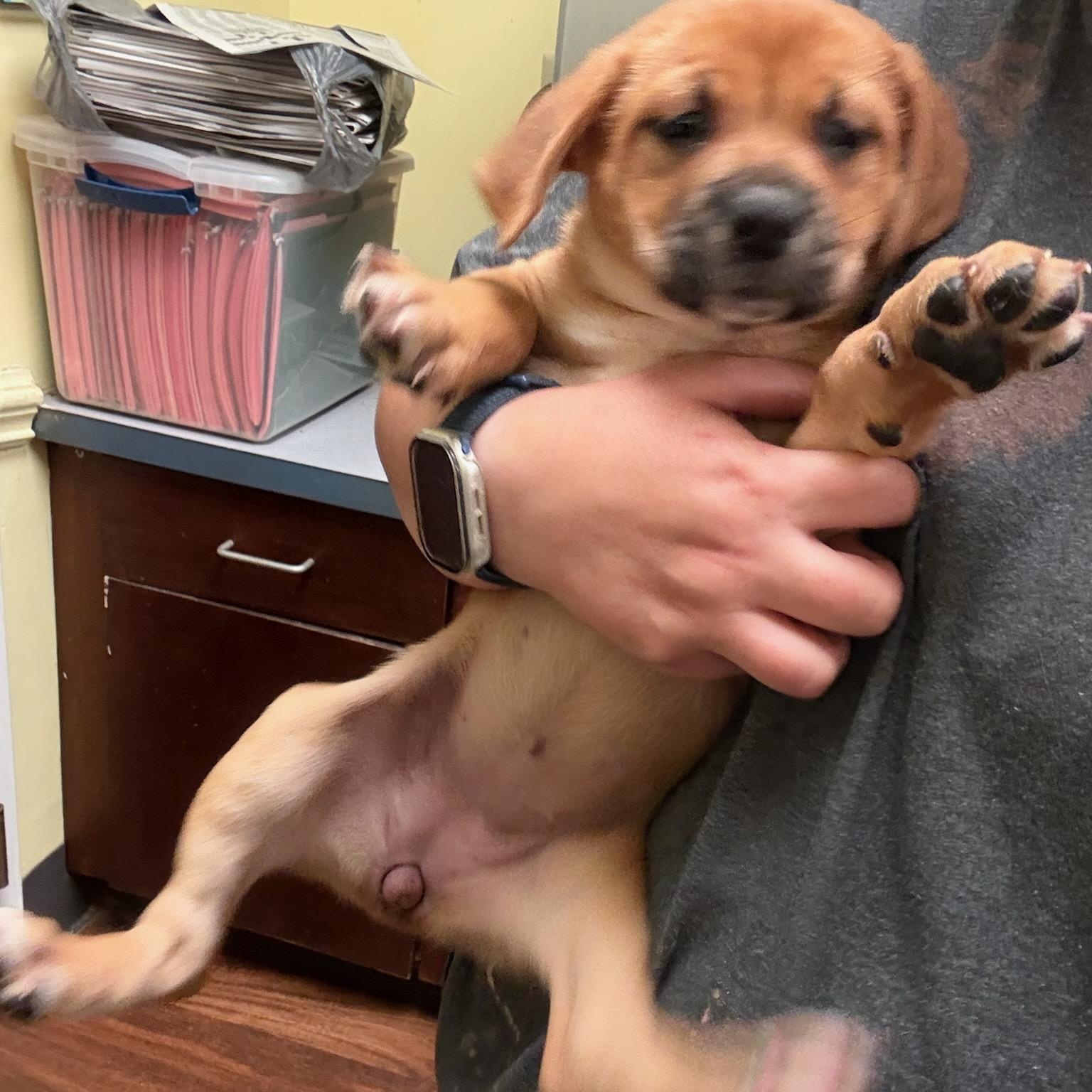 Enlarge Hemi, a ADOPTABLE mixed breed in Bethlehem, PA image 3/4