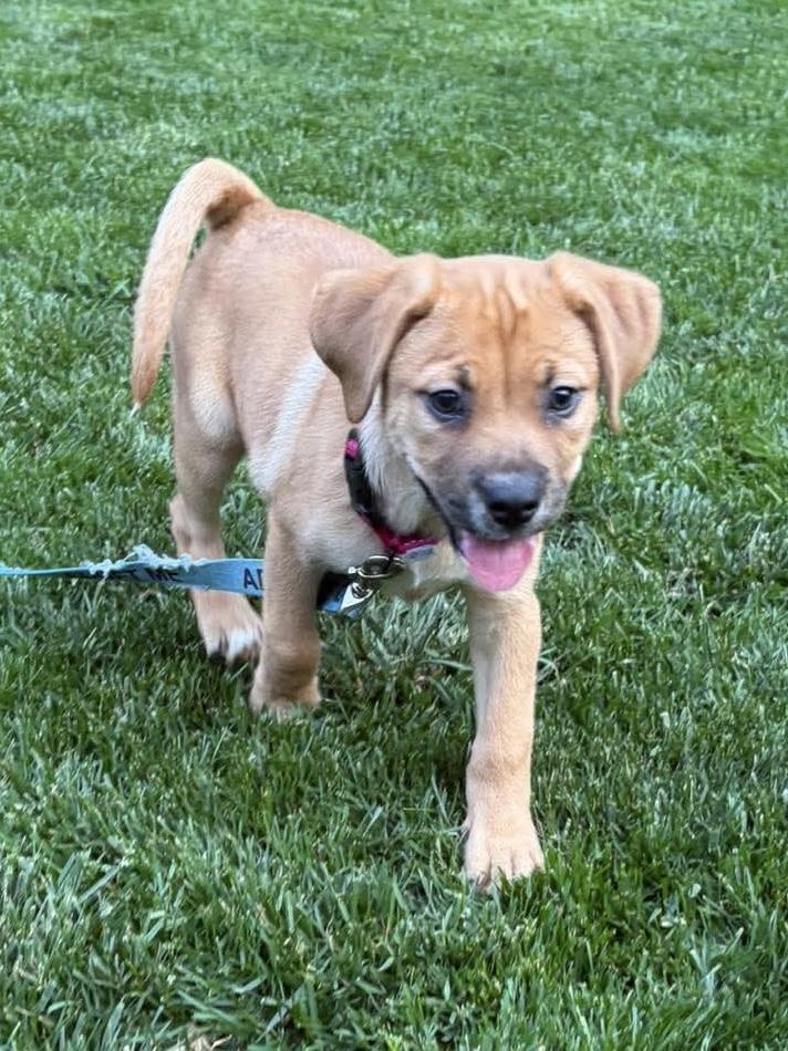 Enlarge Hemi, a ADOPTABLE mixed breed in Bethlehem, PA image 2/4